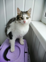 Котёнок в дар - Изображение #1, Объявление #1663262