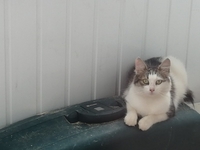 Котёнок в дар - Изображение #2, Объявление #1663262