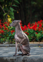 Кобель левретки. Вязка - Изображение #2, Объявление #1668295