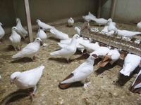 белые голуби минск - Изображение #1, Объявление #1679980