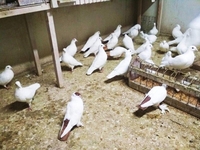 белые голуби минск - Изображение #3, Объявление #1679980