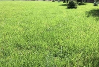 Автополив. Газон, Благоустройство - Изображение #7, Объявление #1680372