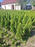 Туи смарагд - Изображение #1, Объявление #1715630