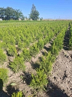 Туи смарагд - Изображение #3, Объявление #1715630