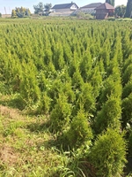 Туи смарагд - Изображение #2, Объявление #1715630