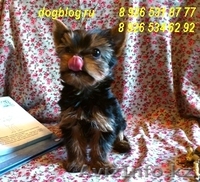 Питомник йоркширских терьеров. - Изображение #3, Объявление #20107