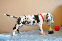 Мраморные щенки немецкого дога из Челябинска - Изображение #6, Объявление #525239