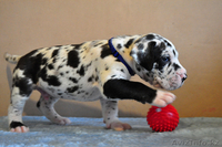 Мраморные щенки немецкого дога из Челябинска - Изображение #5, Объявление #525239