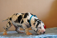 Мраморные щенки немецкого дога из Челябинска - Изображение #1, Объявление #525239