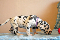 Мраморные щенки немецкого дога из Челябинска - Изображение #8, Объявление #525239