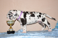 Мраморные щенки немецкого дога из Челябинска - Изображение #9, Объявление #525239