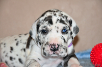 Мраморные щенки немецкого дога из Челябинска - Изображение #10, Объявление #525239