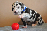 Мраморные щенки немецкого дога из Челябинска - Изображение #4, Объявление #525239