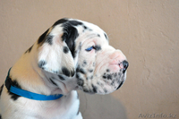 Мраморные щенки немецкого дога из Челябинска - Изображение #3, Объявление #525239