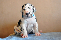 Мраморные щенки немецкого дога из Челябинска - Изображение #2, Объявление #525239