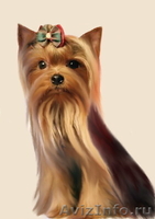 Питомник йоркширских терьеров. - Изображение #5, Объявление #20107