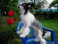 Китайской хохлатой  мальчики от Интер  Чемпиона.. - Изображение #6, Объявление #737803