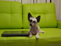 Китайской хохлатой  мальчики от Интер  Чемпиона.. - Изображение #2, Объявление #737803