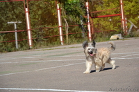 Китайской хохлатой пуховые  девочки от ИнтерЧемпиона. - Изображение #3, Объявление #512198