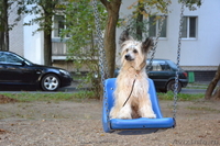 Китайской хохлатой пуховые  девочки от ИнтерЧемпиона. - Изображение #4, Объявление #512198