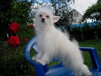 Китайской хохлатой пуховые  девочки от ИнтерЧемпиона. - Изображение #2, Объявление #512198