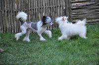 Китайской хохлатой пуховые  девочки от ИнтерЧемпиона. - Изображение #1, Объявление #512198