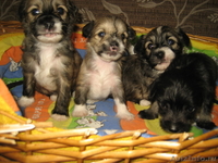 Китайской хохлатой пуховые  девочки от ИнтерЧемпиона. - Изображение #6, Объявление #512198