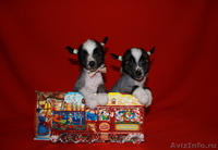 Китайской хохлатой  мальчики от Интер  Чемпиона.. - Изображение #5, Объявление #737803