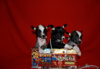 Китайской хохлатой пуховые  девочки от ИнтерЧемпиона. - Изображение #5, Объявление #512198