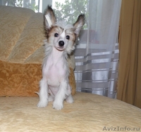 Китайской хохлатой  мальчики от Интер  Чемпиона.. - Изображение #4, Объявление #737803