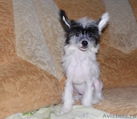 Китайской хохлатой  мальчики от Интер  Чемпиона.. - Изображение #1, Объявление #737803