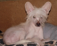 Китайской хохлатой голышки-малышки,любят всех без передышки. - Изображение #3, Объявление #980730