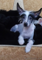 Китайской хохлатой голышки-малышки,любят всех без передышки. - Изображение #1, Объявление #980730