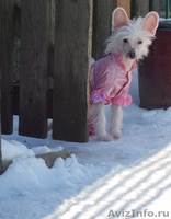 Китайской хохлатой голышки-малышки,любят всех без передышки. - Изображение #2, Объявление #980730