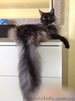 Мейн-куны черные, серебрянные, дымные, мрамора и солиды. - Изображение #8, Объявление #1080754