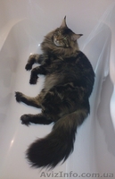 Мейн-куны черные, серебрянные, дымные, мрамора и солиды. - Изображение #6, Объявление #1080754