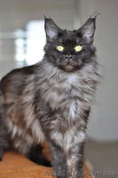 Мейн-куны черные, серебрянные, дымные, мрамора и солиды. - Изображение #7, Объявление #1080754