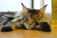 Мейн-куны черные, серебрянные, дымные, мрамора и солиды. - Изображение #4, Объявление #1080754