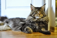 Мейн-куны черные, серебрянные, дымные, мрамора и солиды. - Изображение #5, Объявление #1080754