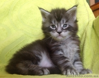 Мейн-куны черные, серебрянные, дымные, мрамора и солиды. - Изображение #2, Объявление #1080754