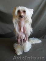  китайская хохлатая собака  http://aldariy.interesno.by/ - Изображение #3, Объявление #157836