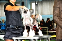 Китайской хохлатой ИнтерЧемпион приглашает подруг на вязку - Изображение #1, Объявление #512109