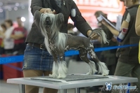 Китайской хохлатой ИнтерЧемпион приглашает подруг на вязку - Изображение #3, Объявление #512109