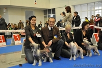 Китайской хохлатой ИнтерЧемпион приглашает подруг на вязку - Изображение #4, Объявление #512109