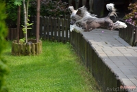 Китайской хохлатой ИнтерЧемпион приглашает подруг на вязку - Изображение #8, Объявление #512109