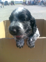 русский спаниель вязка - Изображение #4, Объявление #974196