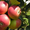 Саженцы яблонь, груш, черешен, вишен, слив, смородины и крыжовника - Изображение #1, Объявление #19481