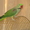 Александрийский попугай #59835