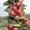 Саженцы плодовых деревьев в Минске #57673