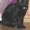 Пропала черная кошка с 1 глазиком! #79867